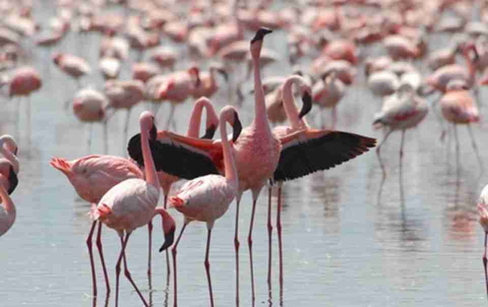 ������ڶ����ҹ�԰