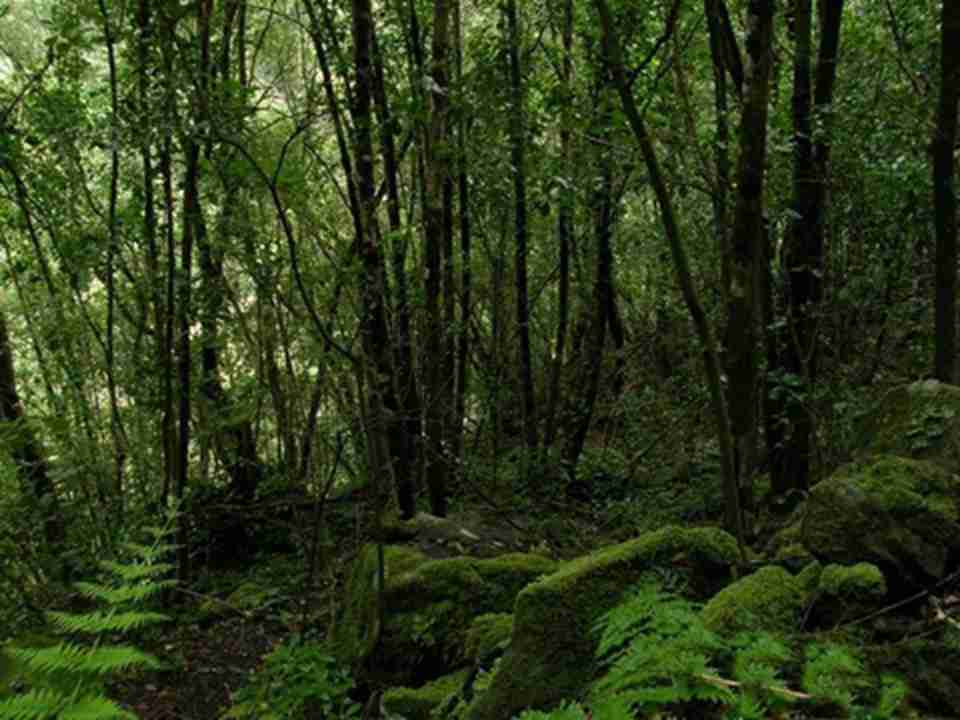 ľ���ǵ��ϵ���һ����Ȼ�Ƹ�