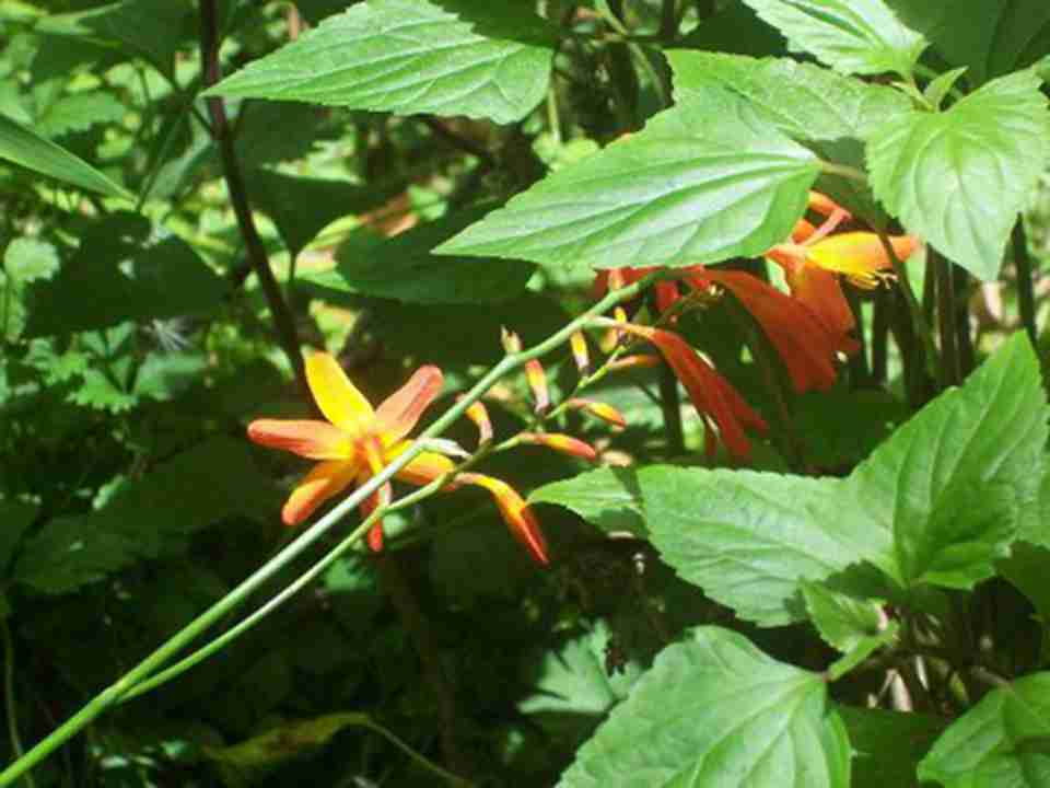 ���������������޵�Ҷ�ӻ���������