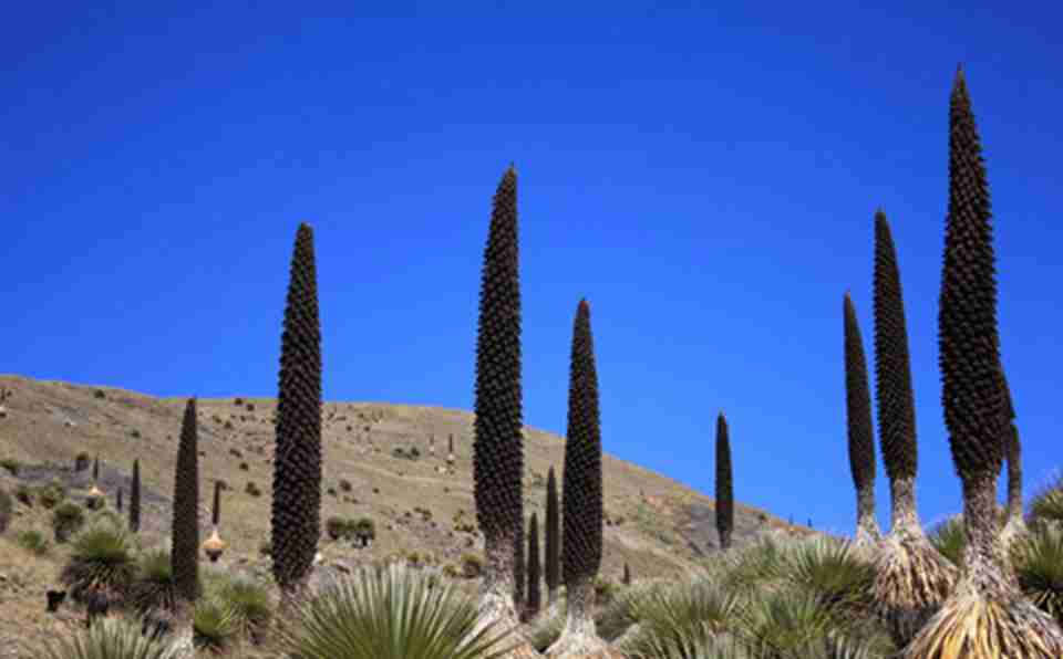 ֲ�����෱�����˹�������ҹ�԰