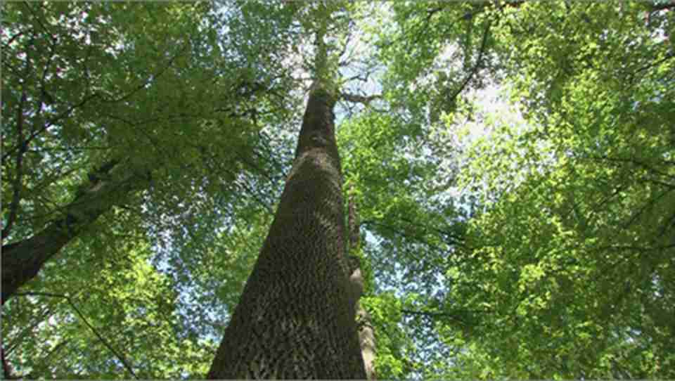 ï�ܵ����ɭ�֡���ľ���֣����۸���