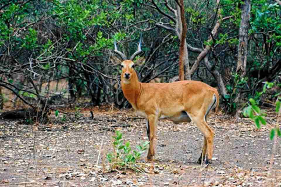 ����ĳ����ֺ�ϡ�����ԭ�����������෱���Ұ������