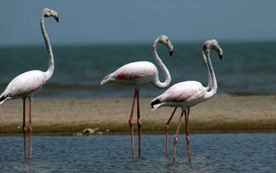 �ḻ��������Դ