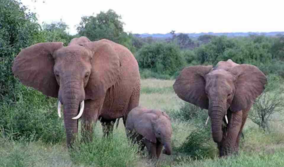 �ߴ��ɭ��Ҳ�Ƕ��ֲ��鶯��֮��