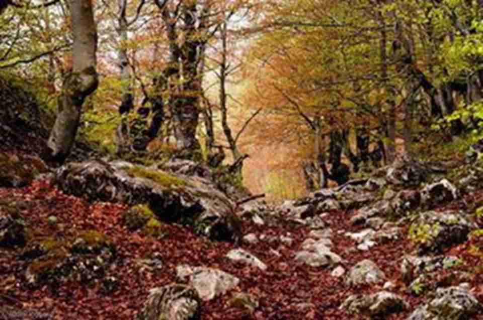 �����ж����ҹ�԰���е�������