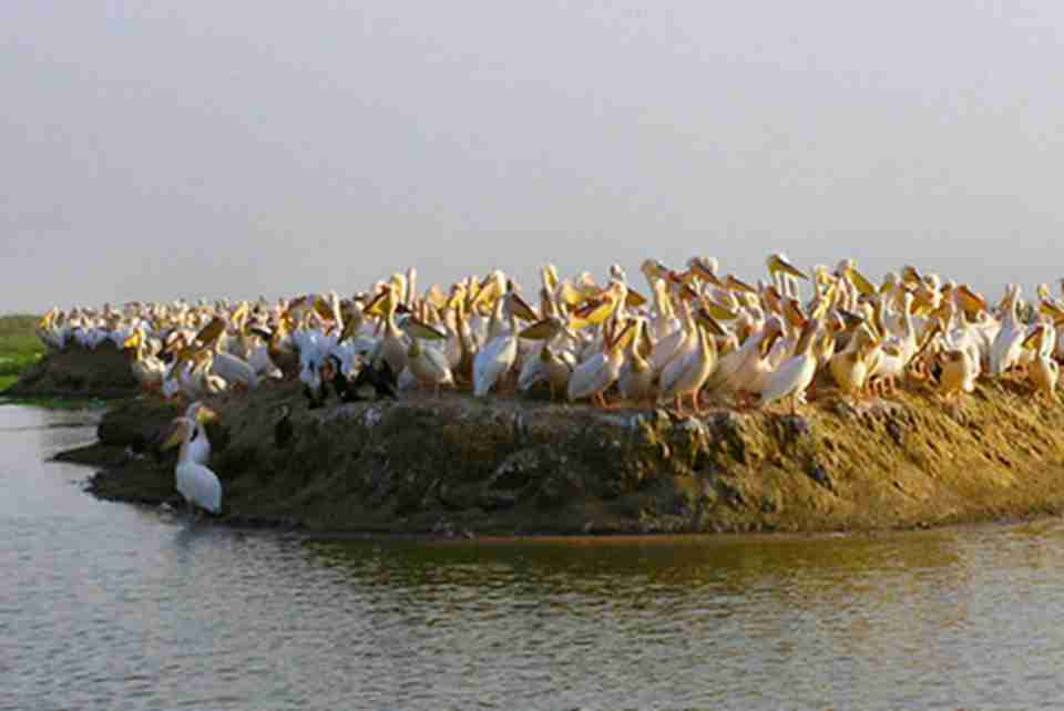 �����ǵ�����Ҫ�Ĺű���Ǩ�����ౣ����֮һ��Ҳ�������Ծ������ɳĮ�󵽴�ĵ�һ����ˮ��ӦԴ��