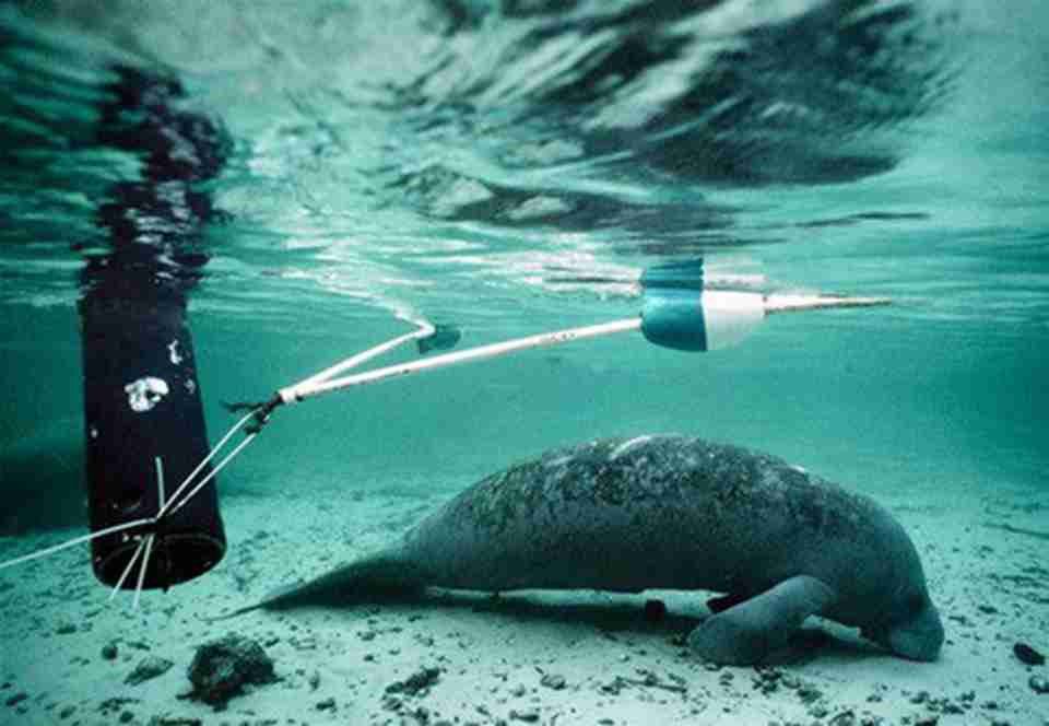 ���鶯�������������޺�ţ������Ӱ��Ի�������⬡��������Ұ��