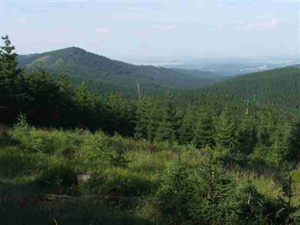 ��ɽ������̩ɽӵ�зḻ�Ķ�ֲ��