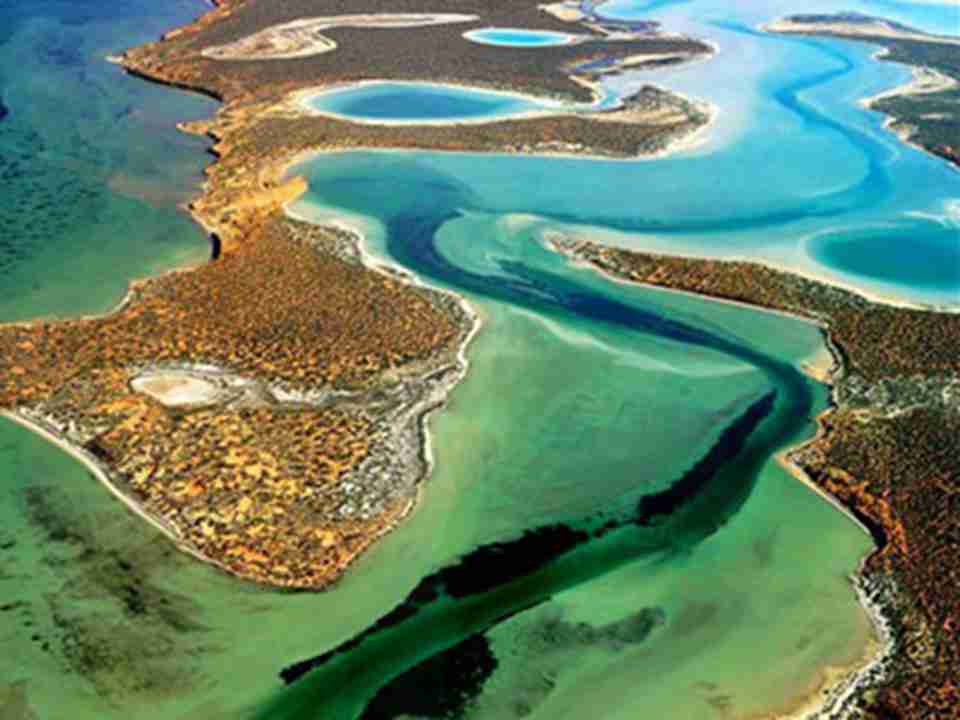 ��������1991�걻��ѡΪ�����Ų�