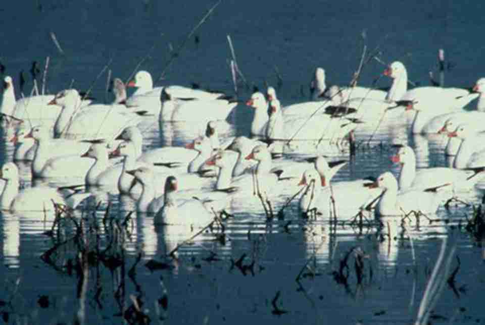 �������������������������������Ų�