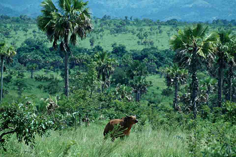 ï�ܵ�ԭʼɭ�ֱ鲼�ڿ�Ī��������