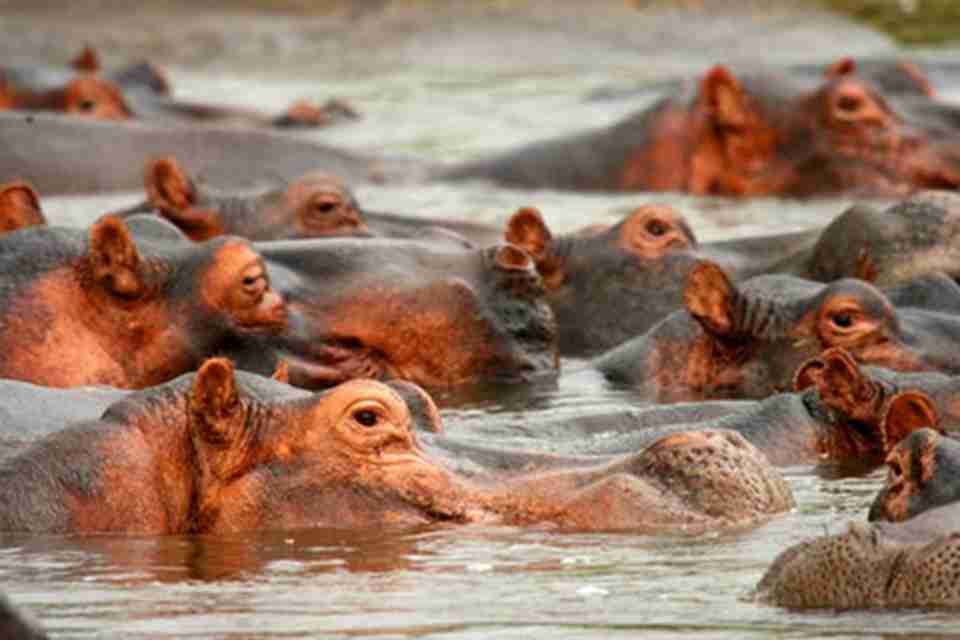 �����͹��ҹ�԰�����ִ��Ͳ��鶯����Ϣ��