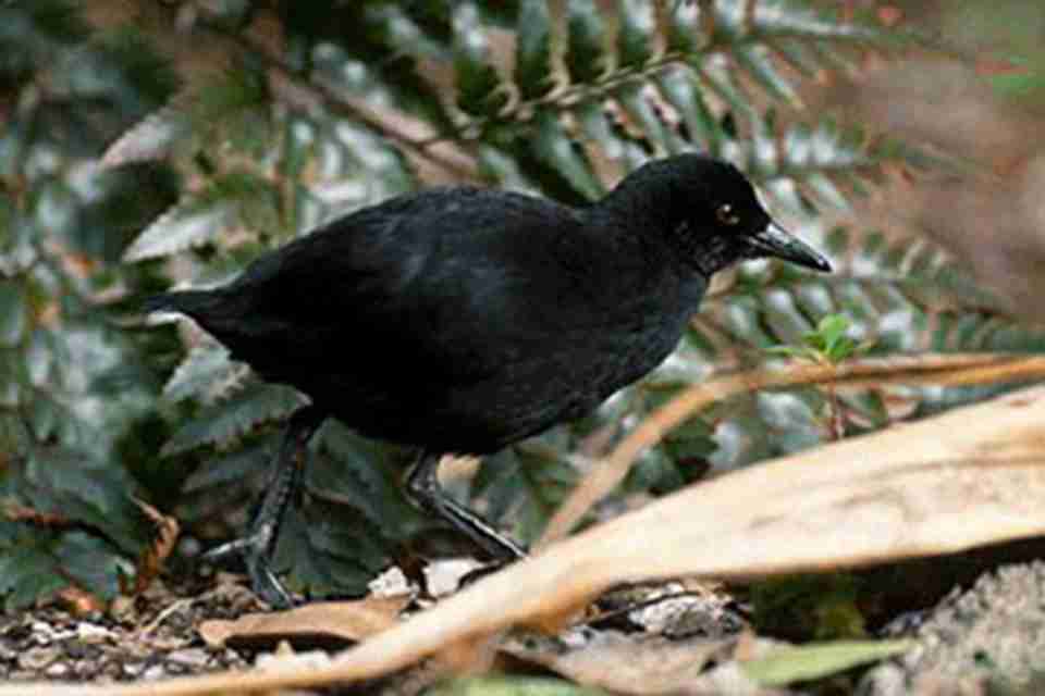 ���ɭ�������е����֣��ൺ�Ｆ