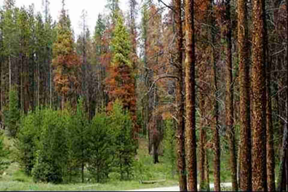 ŤҶ����һ�����������֬���������Ҫ113���϶ȵĸ��²����ܻ�