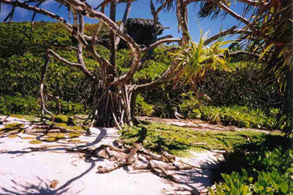 ���ɭ�����е�ֲ��