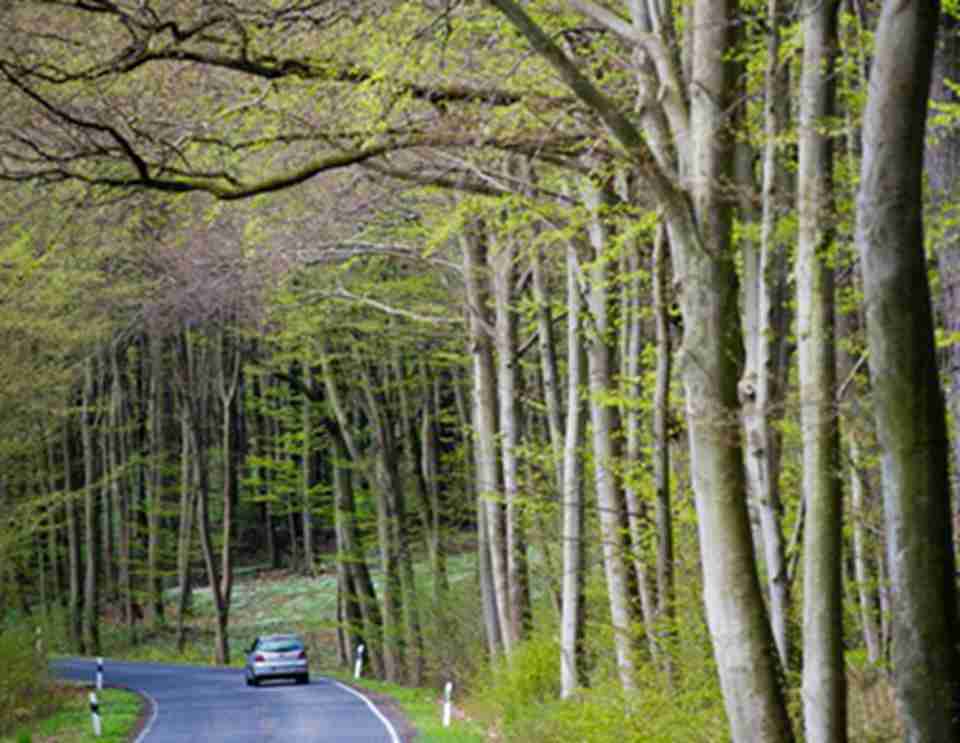 ���ҹ�԰�ڵ�ɽë�ɭ��