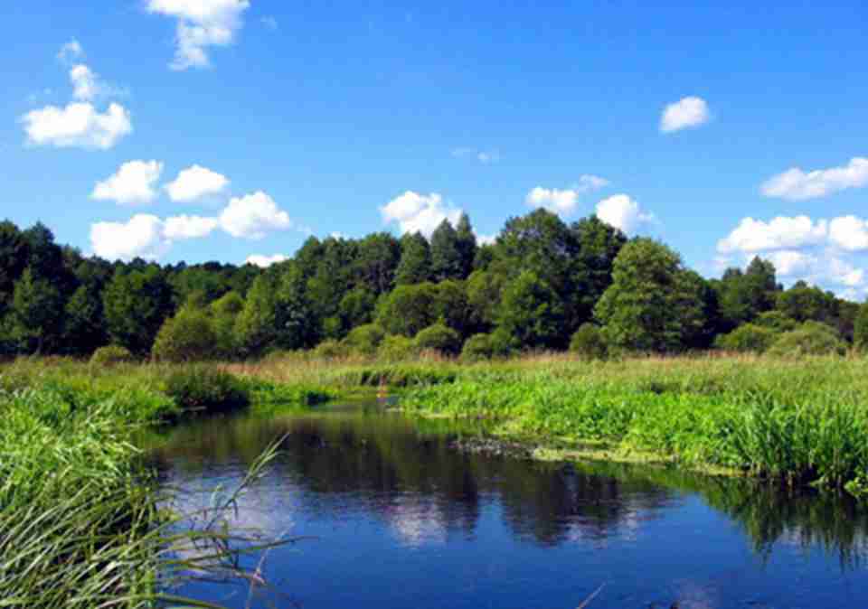 ����Τ��˹����ԭʼɭ�ֱ�����άҮ��ɭ��