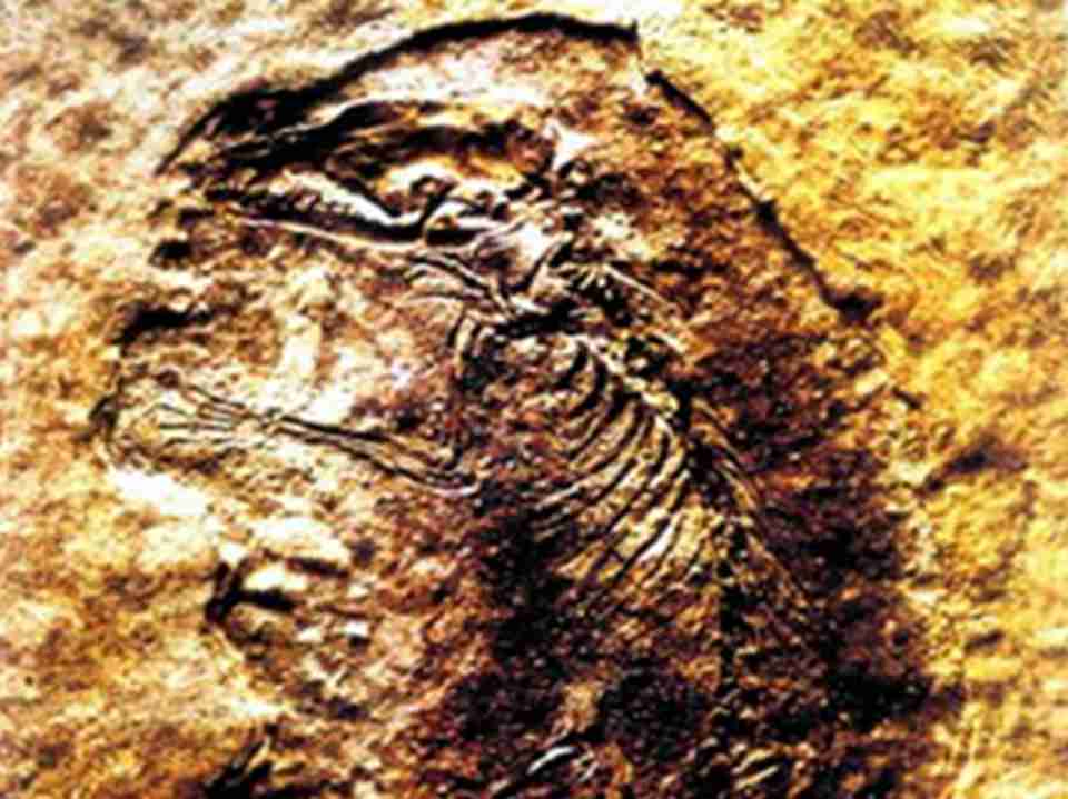 �Ĵ����������ɫ�Ĵ�½�ϵĲ��鶯��Ľ���ʷ