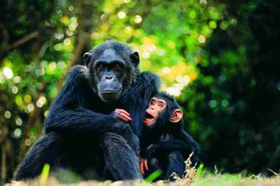 �������ǲ����Ϲ�԰�ڵ�һ����ɫ