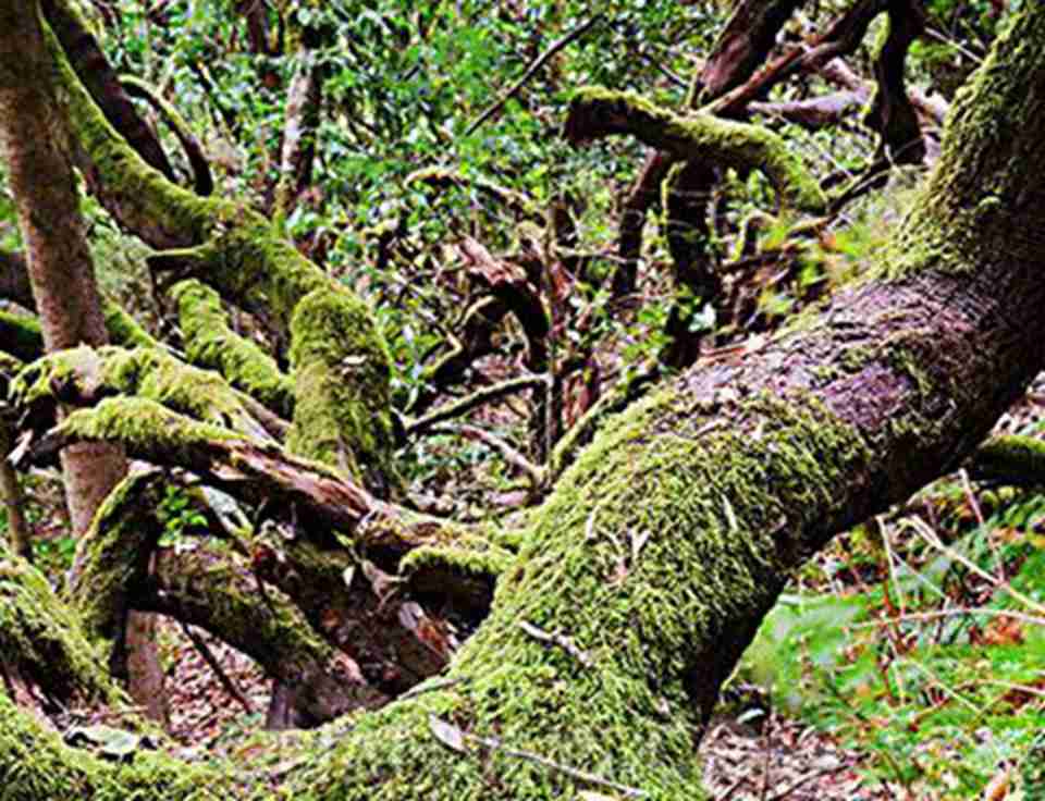 �����������ҹ�԰�У���450����̬�����ֲ��