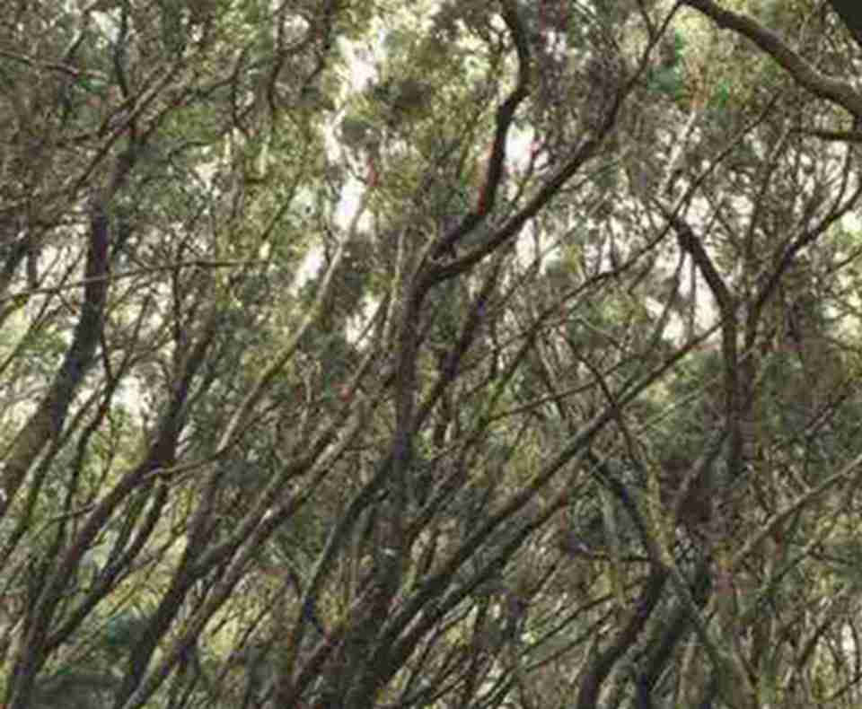 ���Ÿñ������Ķ������ĸ����úܽ��Ļ�ɽ��