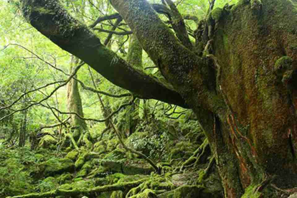 �ݾõ�ԭʼɭ��