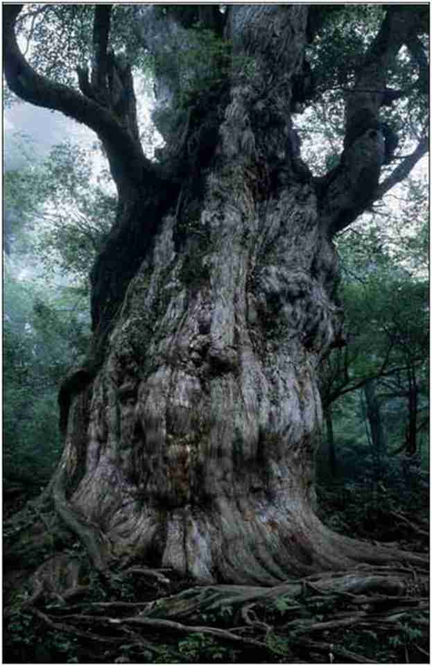 ����ɼ��Χ��16.4�ף���˵��7,200�����ʷ