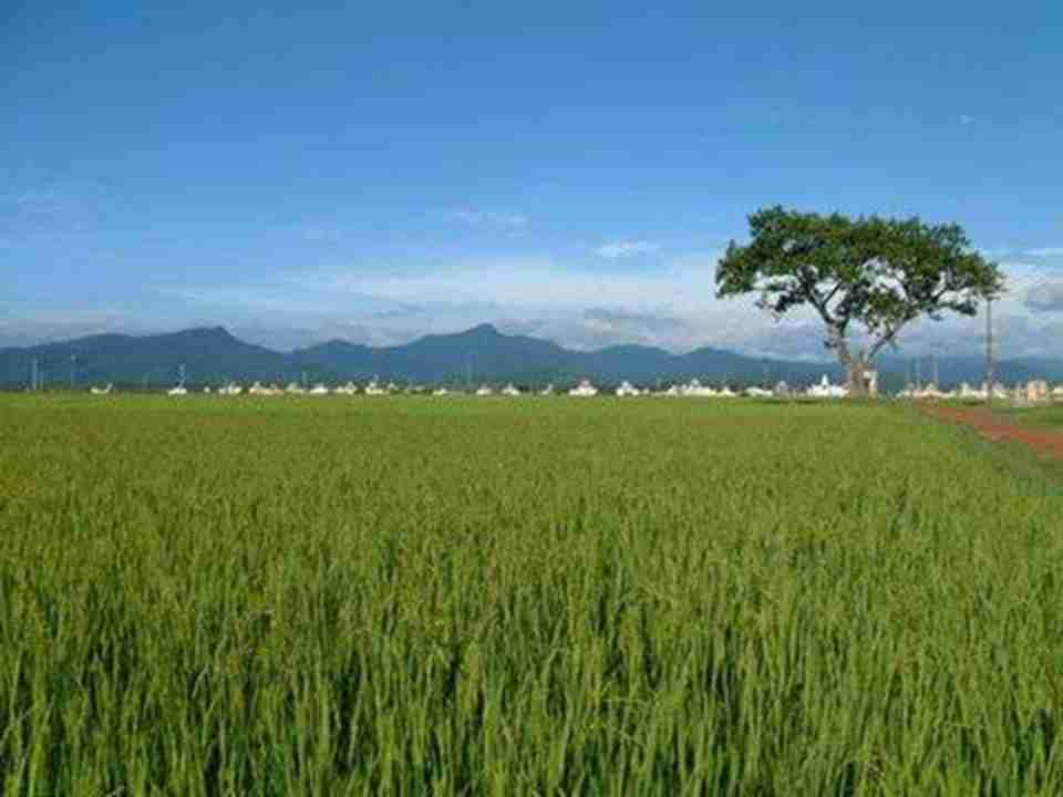 ��ѿ�����ҹ�԰����������ϵĿ�˹�ص�ò