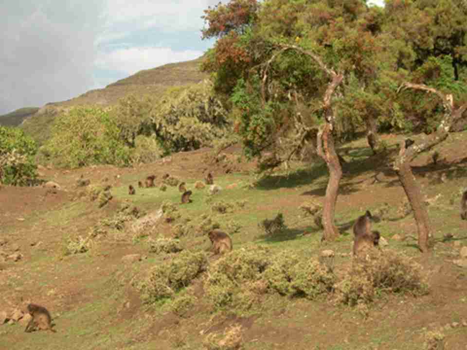 ���׶����ҹ�԰���з��޸�ɽɭ�֣�ŷʯ��ɭ�֣���ɽ��ֲ��