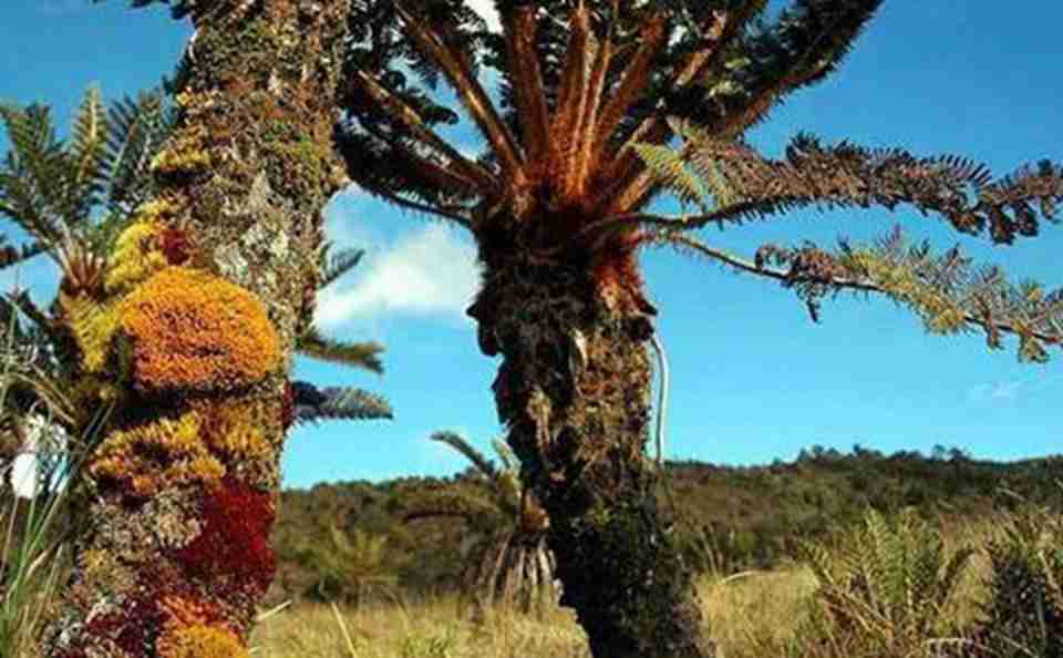 ���״Ĺ��ҹ�԰ɽ���Ĺ��������̺��ŷḻ�Ŀ����Դ