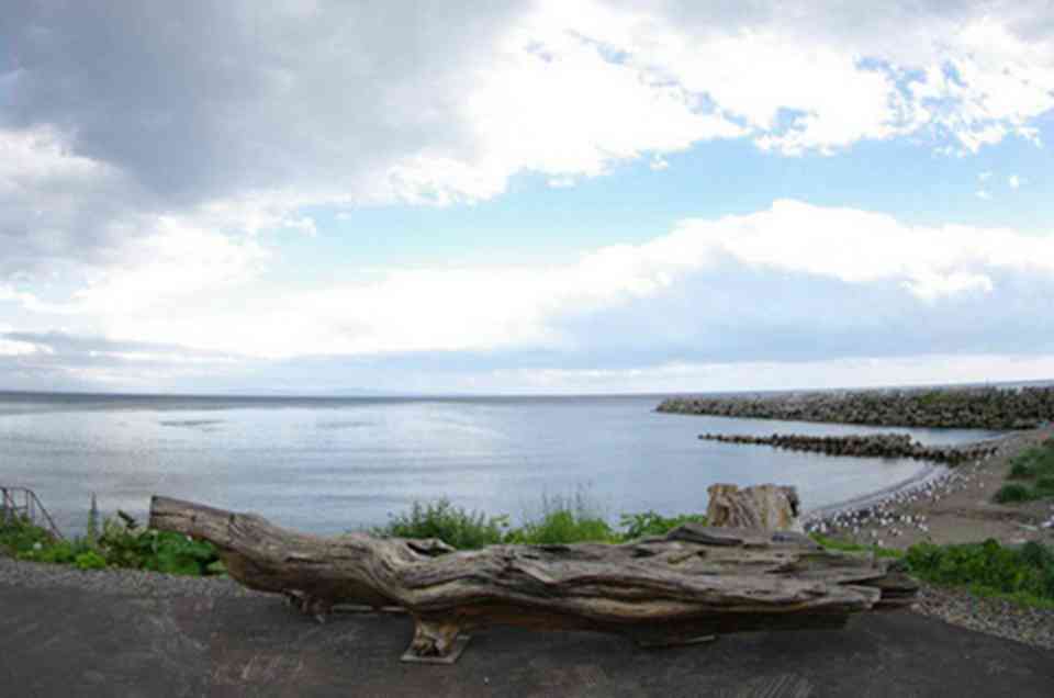 ֪���뵺��Ұ��ֲ��ǳ��ḻ