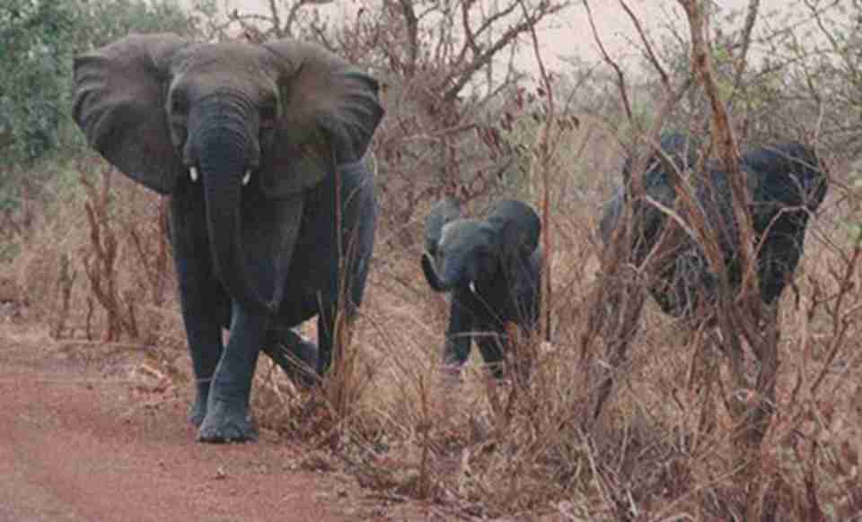 ��԰�������������������������Ӵ�����㶯����Ⱥ