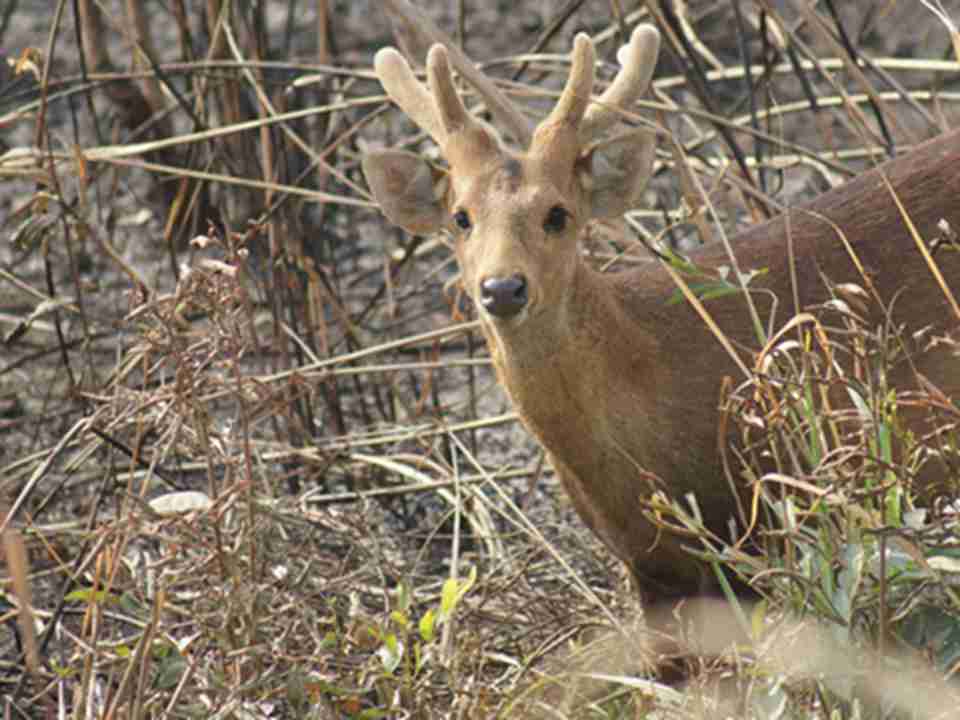 ����Ϭţ���������ӹ��ҹ�԰��������15��ӡ�ȵı�Σ���鶯��