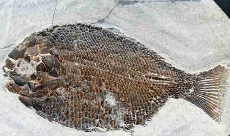 ʥ����ɽ��Ψһ��������ʱ�������������ü�¼