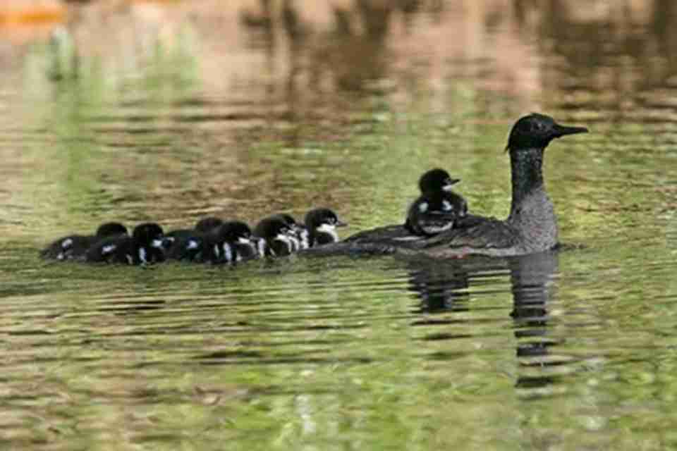 �������������䶯�������Ϊ�˶�ֲ��ı��ѳ���