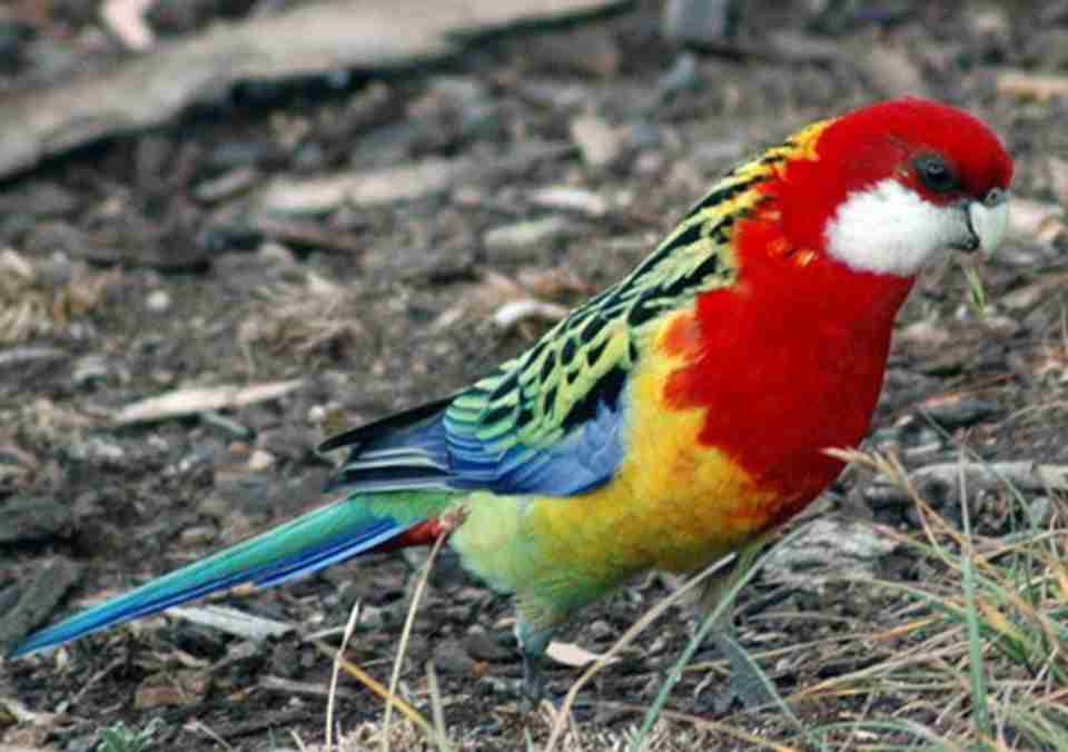 �����������ҹ�԰��Ϣ�����ġ���ӥ������