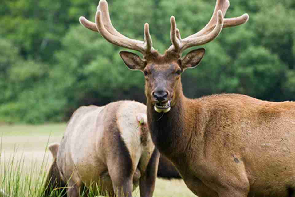 ��ɼ���ҹ�԰�ڵ�Ұ�������������75�֣������򳬹���400��