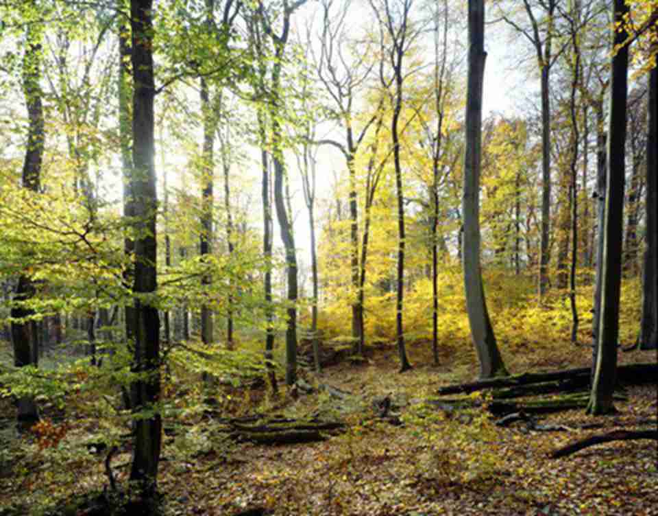 ��Щɽë��ֻ������һ�α���ʱ��֮����̬ϵͳ�ؽ����ݻ��ĵ��ʹ���