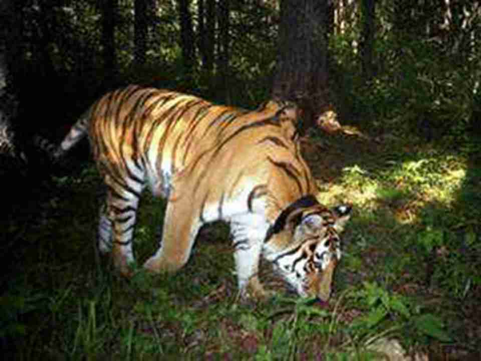 ��˹�����ذ���ɽ���Ķ���Ҳ�Ƿǳ���ģ����ϻ���ϲ�������ܡ�ɽè�����ܵ�