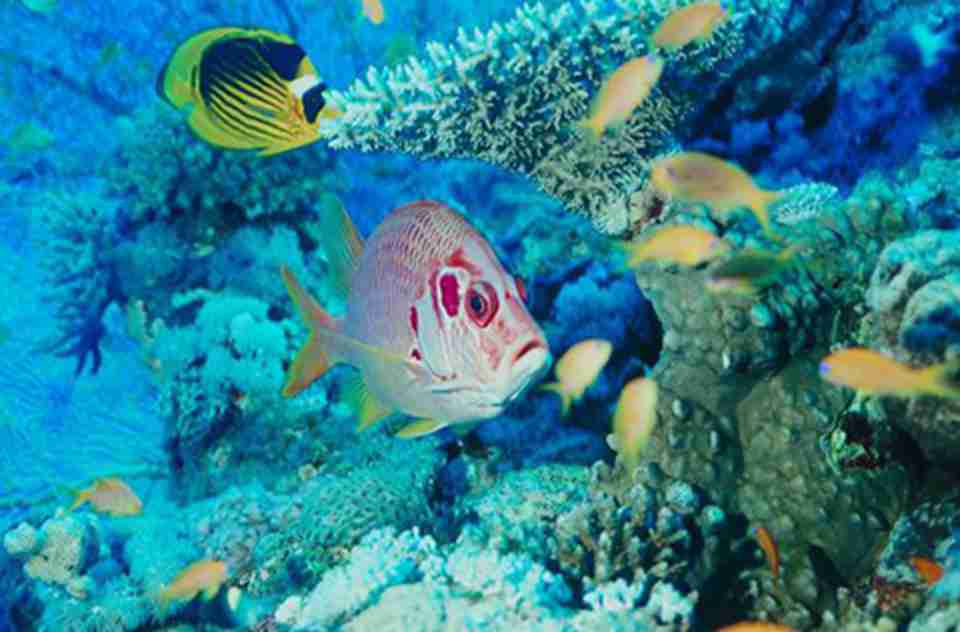 �����ȱ����������ﹲ��70��ʯɺ����36����ɺ����500������