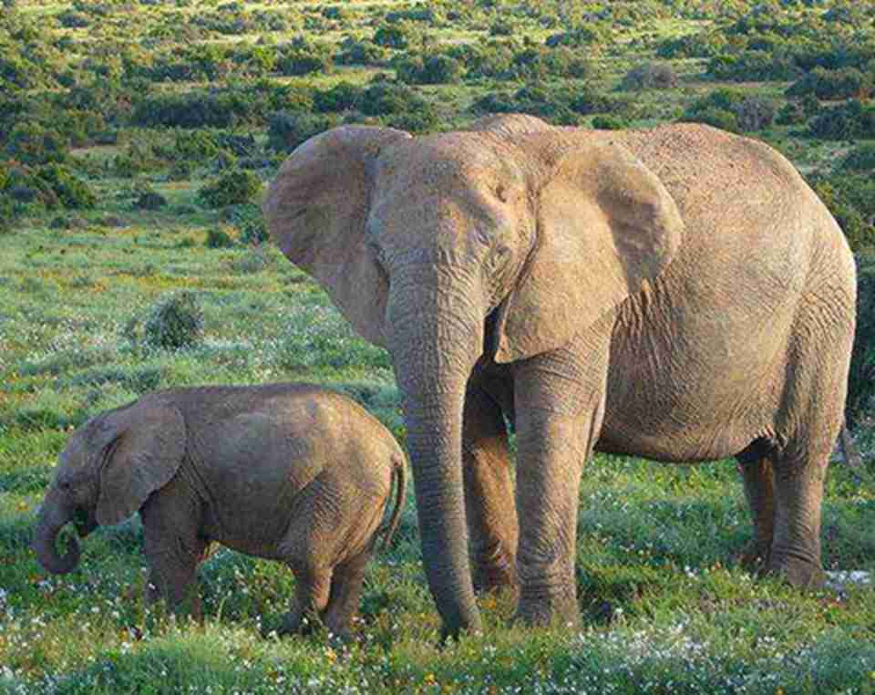 ��԰�����൱�صı�Σ���֣��簫�����ɡ��չ���ȸ��������