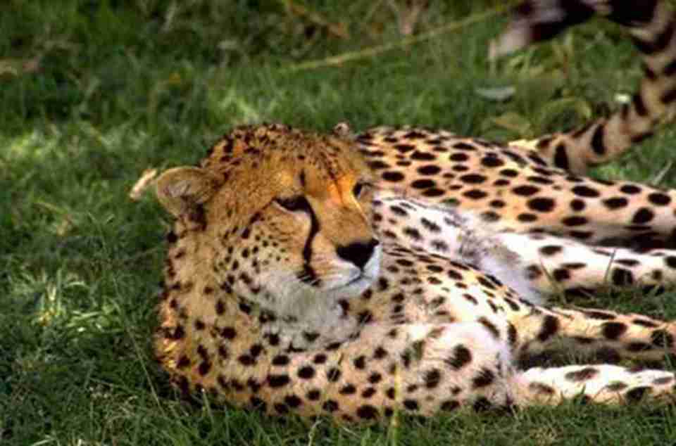 ��ŵ�ֹ���ʥ������˹���ҹ�԰��ֵ����ҫ�������ḻ�Ķ�������