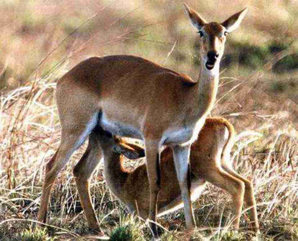 ��԰�����Ĵ��ԭ���������ֵļ�԰