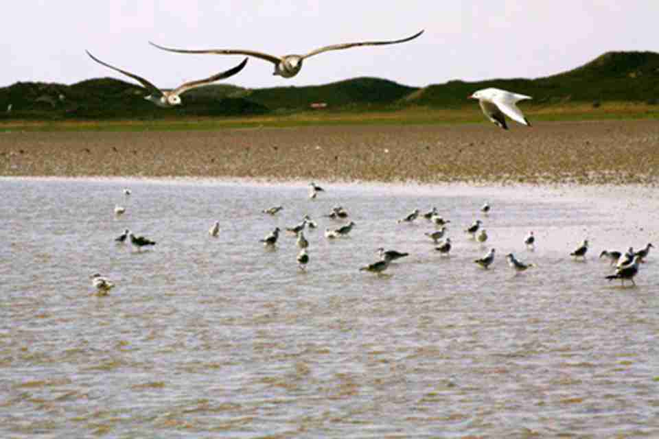 ÿ����1200����ֻ�������ﷱֳ��Խ��