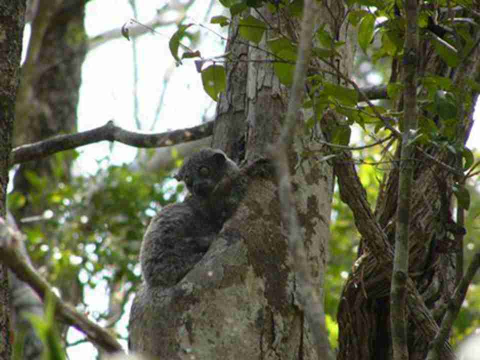 ����&bull;��&bull;����������Ȼ�������кܶ���ϡ�Ķ���