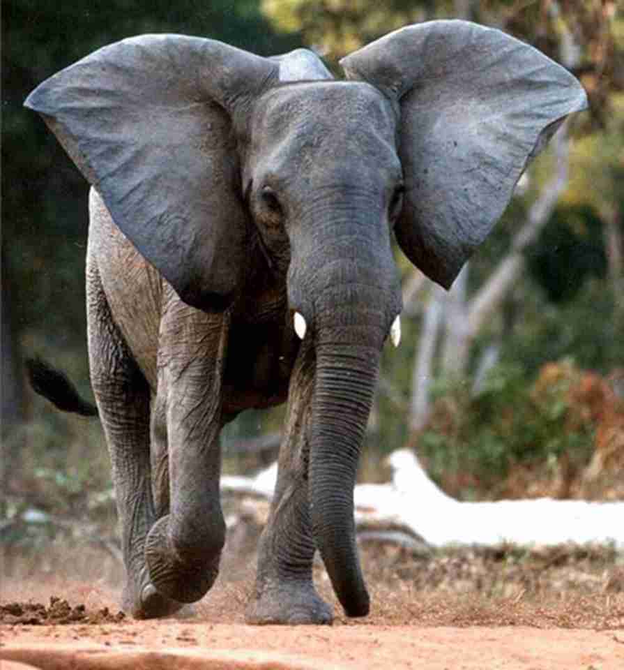 �����ķ��޲�ԭ�ϣ���Ϭţ�ʹ�����������Ų���