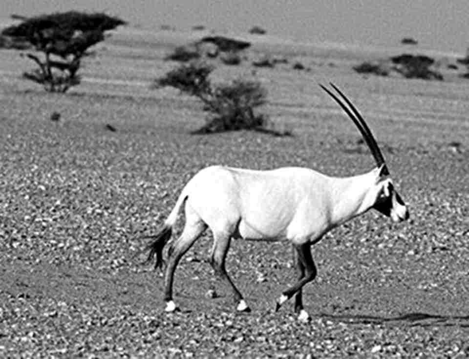 ��������������Լ1�ף���70���ëɫ�ӽ�ѩ��ɫ