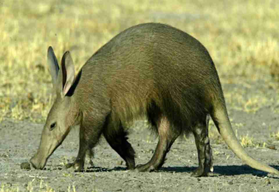 ��Ҫ������¹�����ʹ�ɽ�ס����޽�è�������������������������С�����ɭ����è��