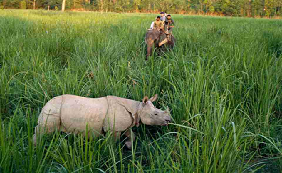 ��������һ����Ҫ�Ļ��������󣬽���ɭ�ֹۿ�Ұ������