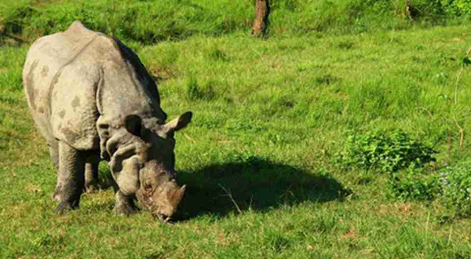 ��԰��ӵ����ϡ�Ķ�������Ϭţ